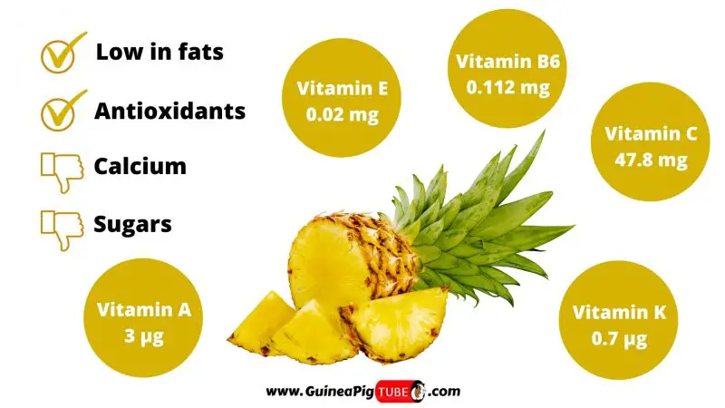 Nutrition Facts of Pineapple for Guinea Pigs
