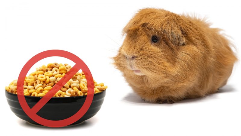 Risks to Consider When Feeding Cheerios to Guinea Pigs