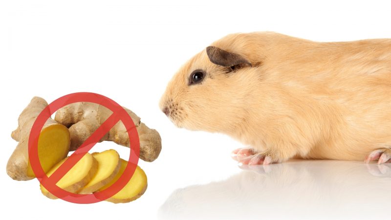Risks to Consider When Feeding Ginger to Guinea Pigs