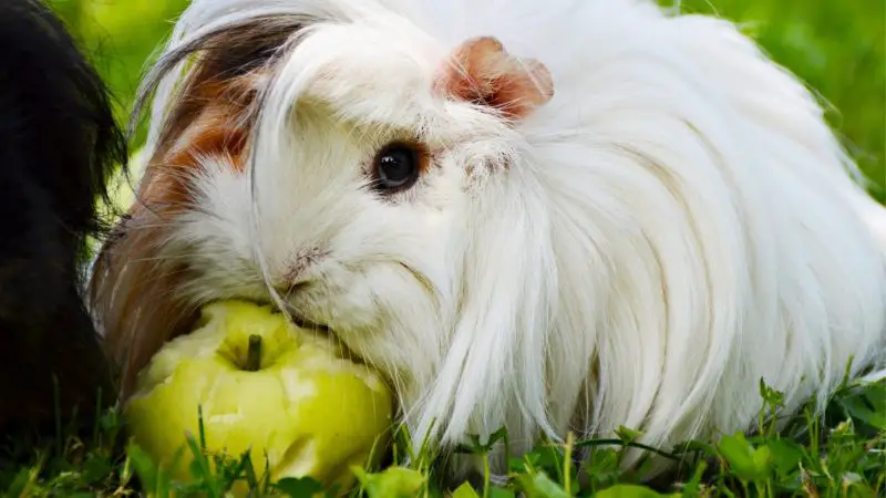 Risks to Consider When Feeding Green Apples to Guinea Pig