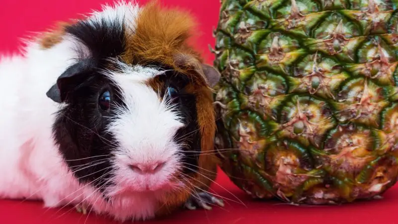 Risks to Consider When Feeding Pineapple to Guinea Pigs