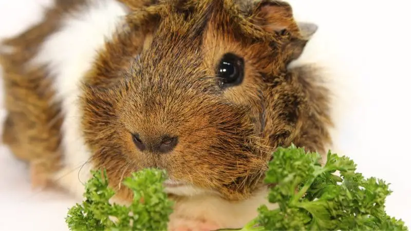 Serving Size and Frequency of Parsley for Guinea Pigs
