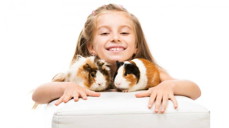 Best Guinea Pigs for Kids