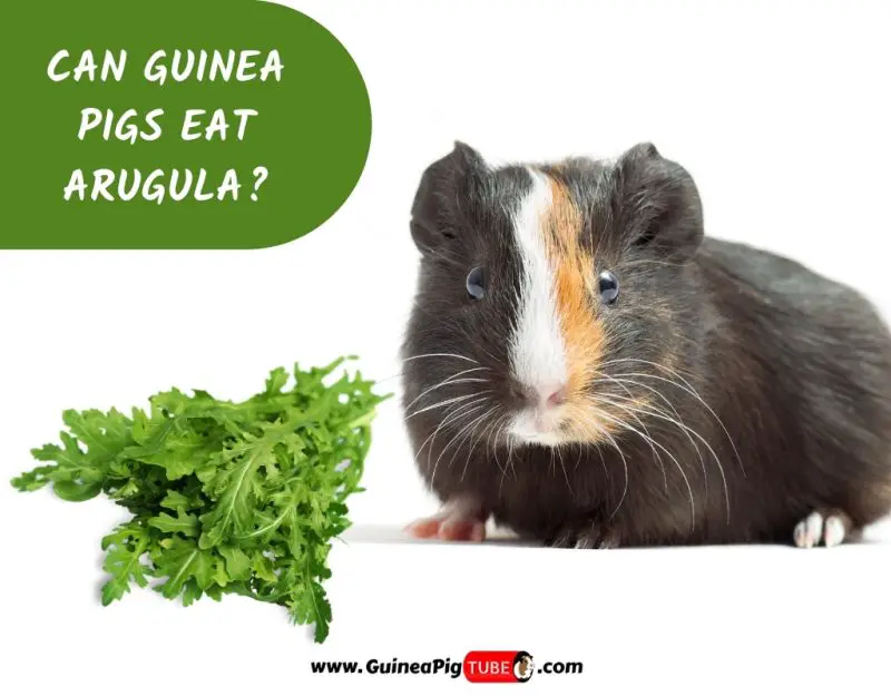 Can Guinea Pigs Eat Arugula_