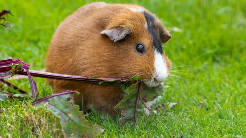 Can Guinea Pigs Eat Beetroot Leaves Beetroot Greens