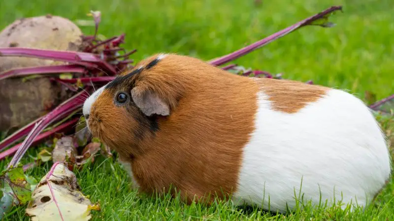 Can Guinea Pigs Eat Beetroot Stalks Beetroot Stems