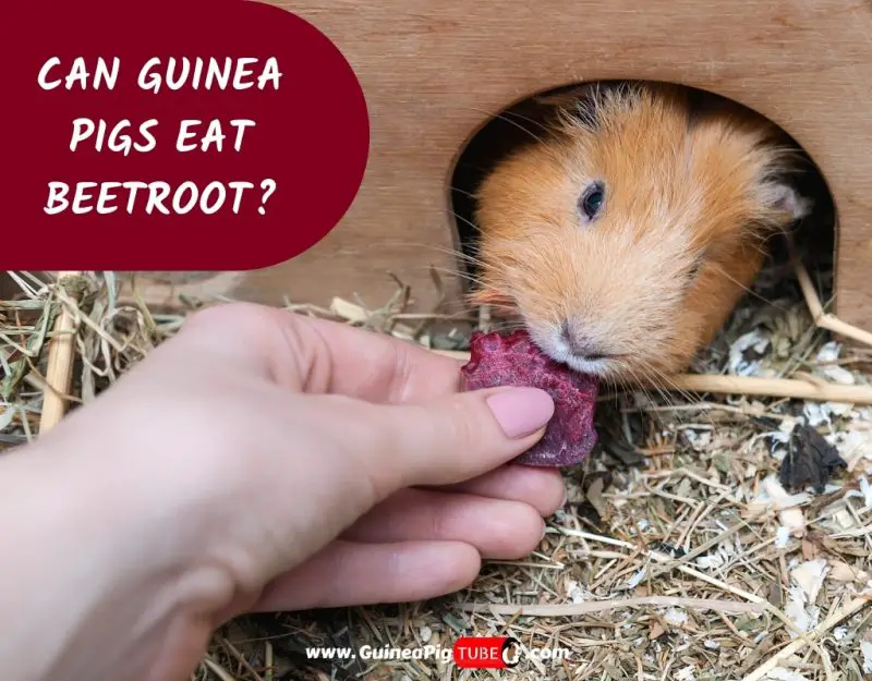 Can Guinea Pigs Eat Beetroot_