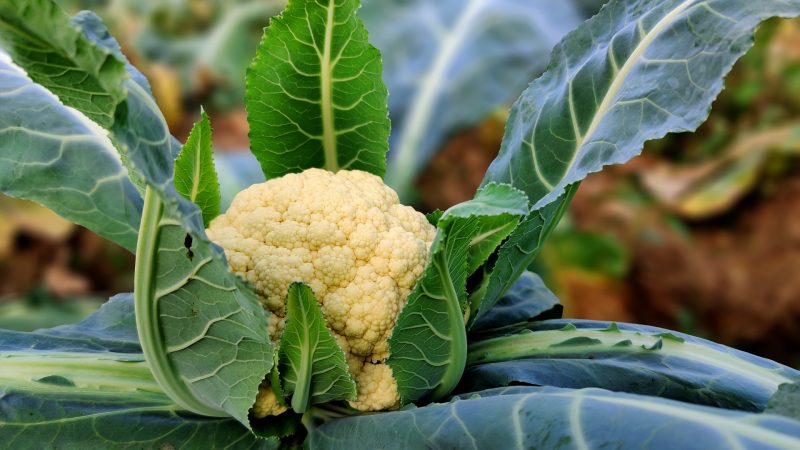 Can Guinea Pigs Eat Cauliflower Leaves Cauliflower Greens