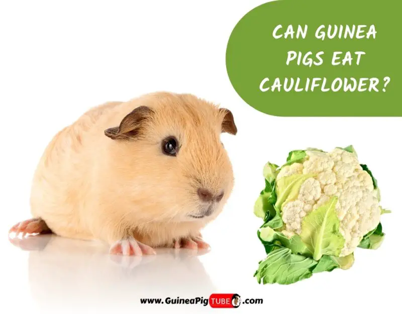 Can Guinea Pigs Eat Cauliflower_