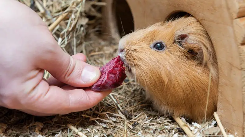 Can Guinea Pigs Eat Red Beetroot