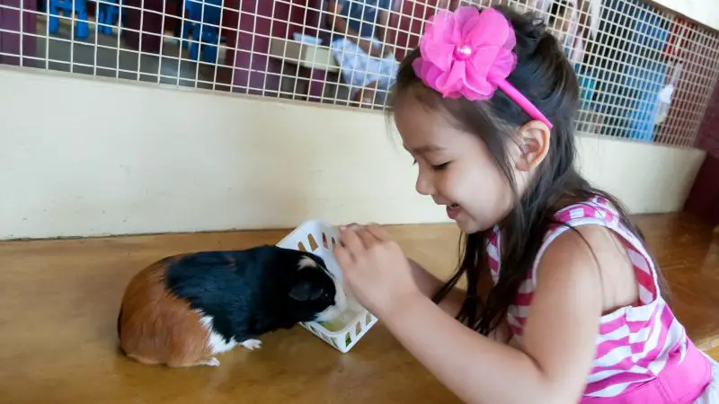 Children Can Have Fun Creating Toys for Guinea Pigs and Decorating Their Cage