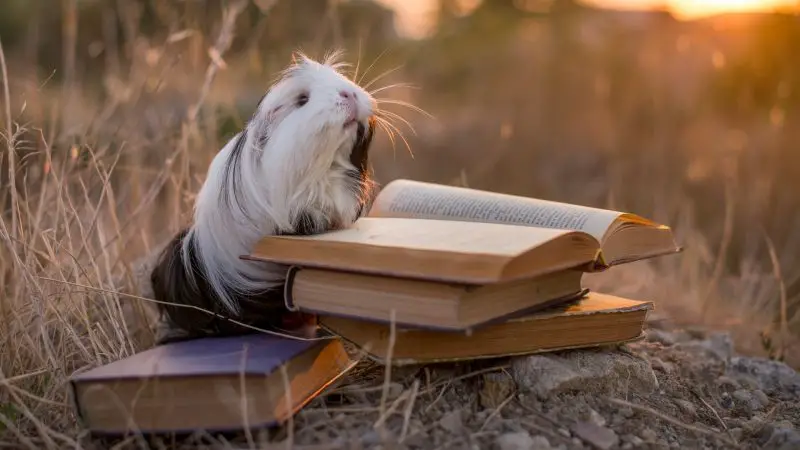 Guinea Pig Books for Kids