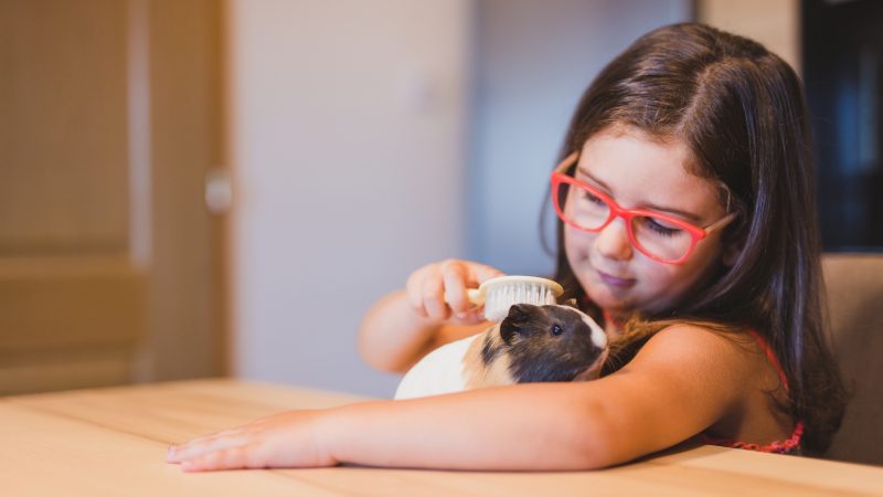 Guinea Pigs Are Easy to Look After