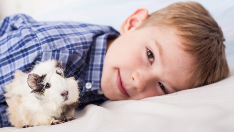 Guinea Pigs Are Gentle and Entertaining Animals