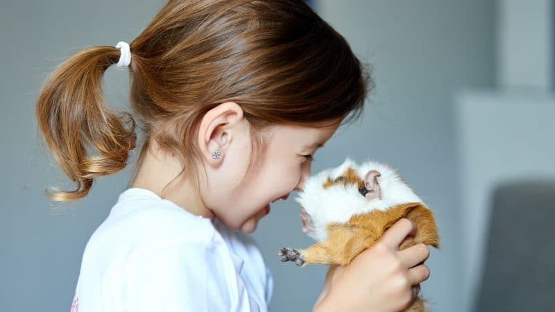 Guinea Pigs Get Attached to People