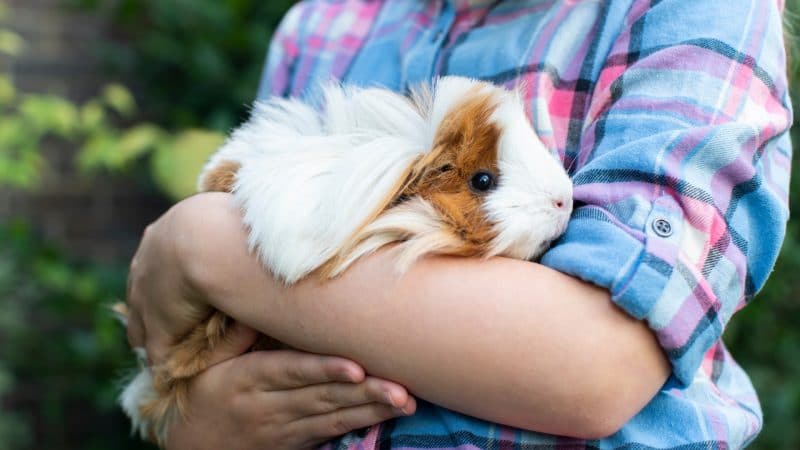 Guinea Pigs Help Autistic Children