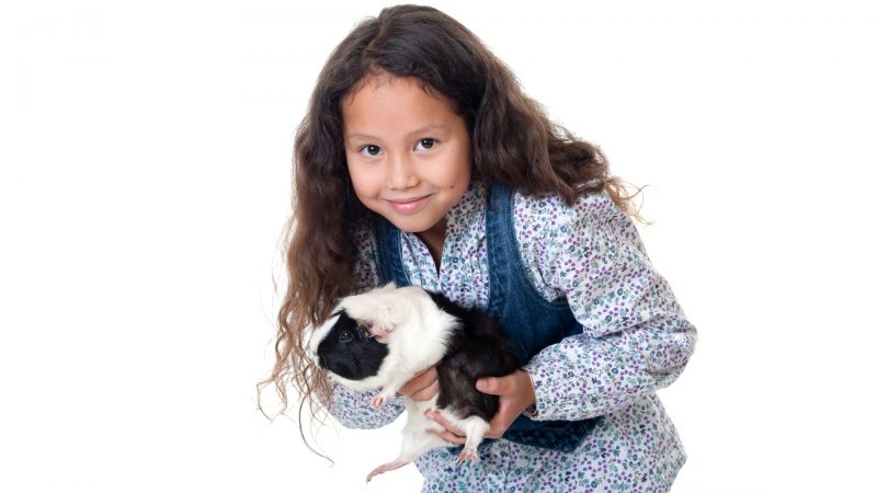 Guinea Pigs Will Teach Your Child to Be Responsible