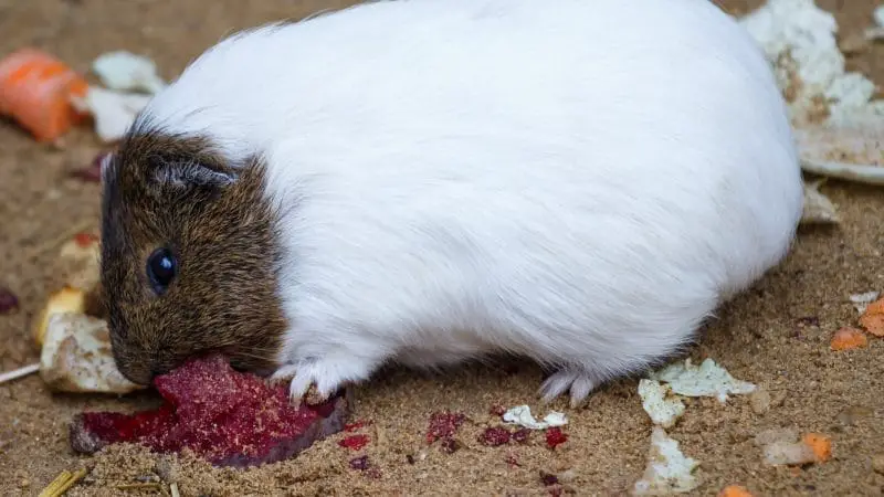 Is Beetroot Poisonous to Guinea Pigs