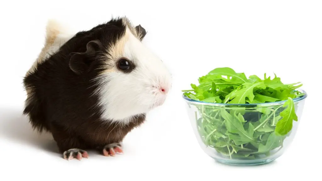 More Information About Arugula and Guinea Pigs