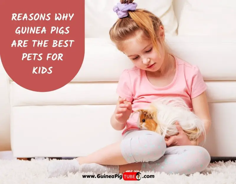 Reasons Why Guinea Pigs Are The Best Pets For Kids