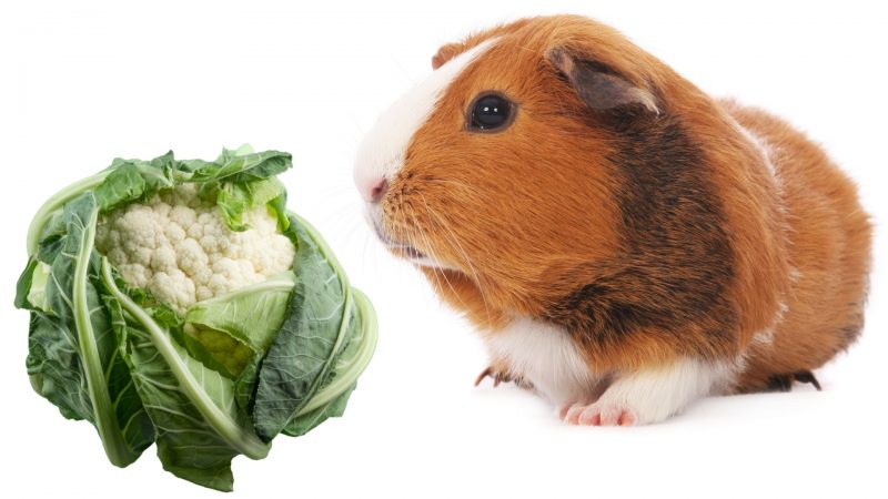 Serving Size and Frequency of Cauliflower for Guinea Pigs