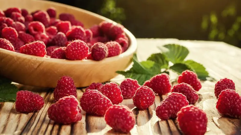 Are Raspberries Poisonous to Guinea Pigs