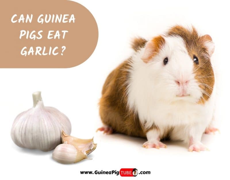 Can Guinea Pigs Eat Garlic_