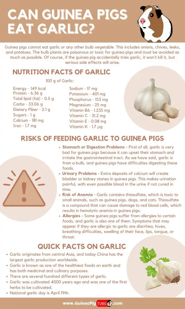 Can Guinea Pigs Eat Garlic_1