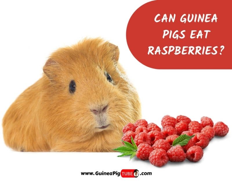 Can Guinea Pigs Eat Raspberries_