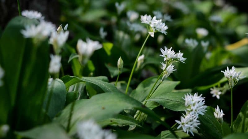 Can Guinea Pigs Eat Wild Garlic