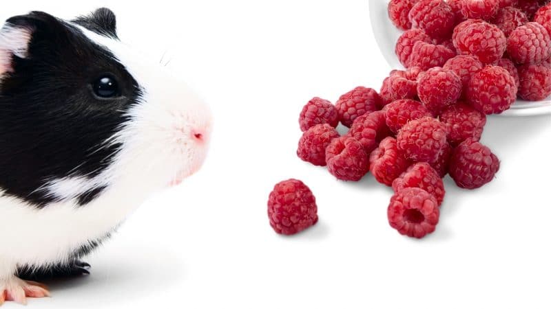 More Information About Raspberries and Guinea Pigs