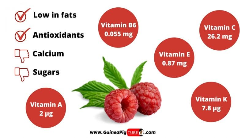 Nutrition Facts of Raspberries for Guinea Pigs