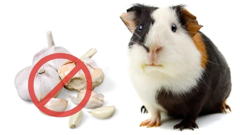 Risks to Consider When Feeding Garlic to Guinea Pigs
