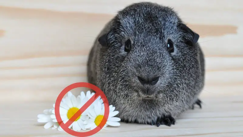 Are Daisies Poisonous to Guinea Pigs