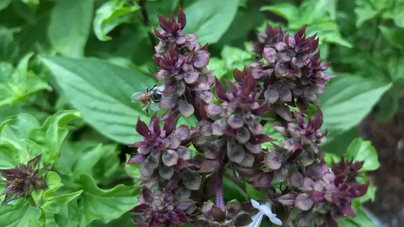 Can Guinea Pigs Eat Basil Flowers