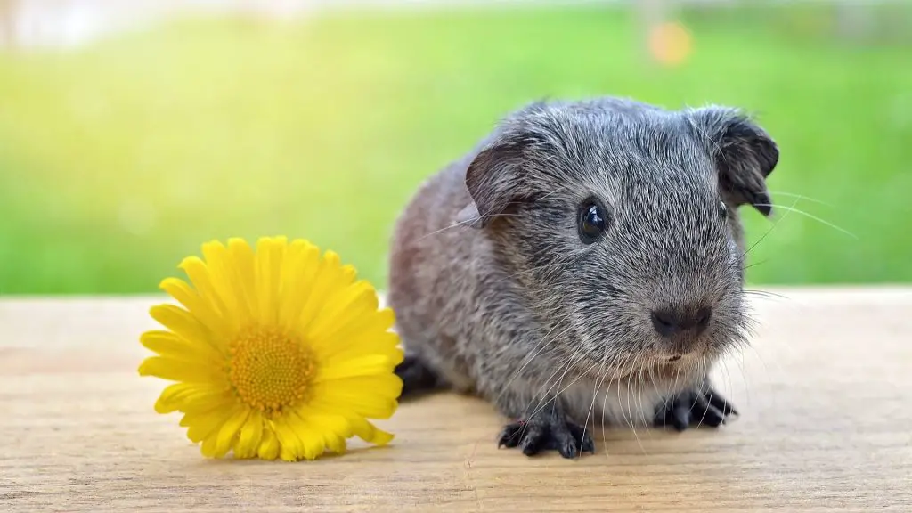 Can Guinea Pigs Eat China Crown Daisy
