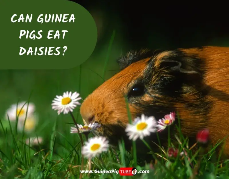 Can Guinea Pigs Eat Daisies_