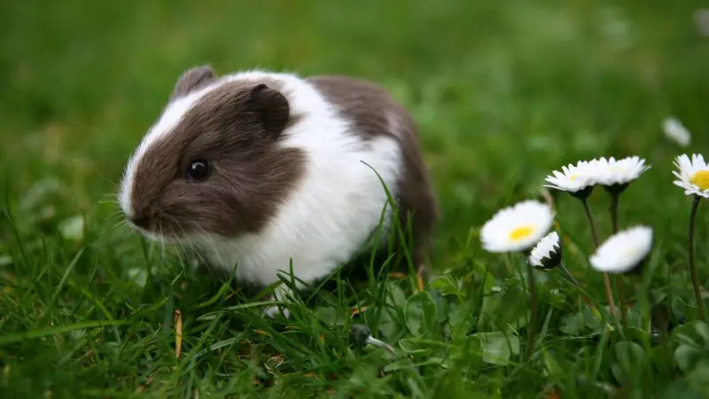 Can Guinea Pigs Eat Daisy Flowers