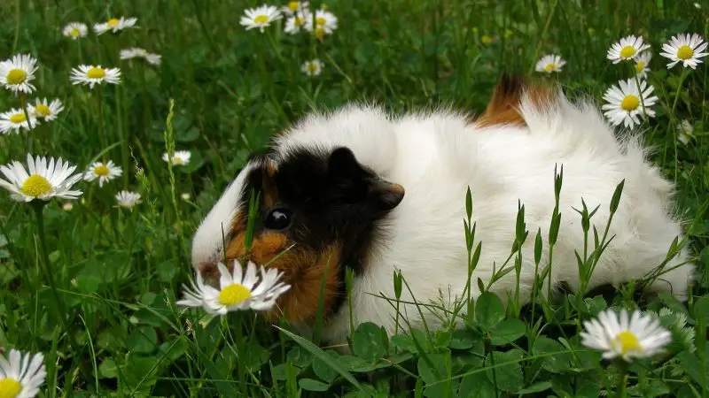 Can Guinea Pigs Eat Lawn Daisies