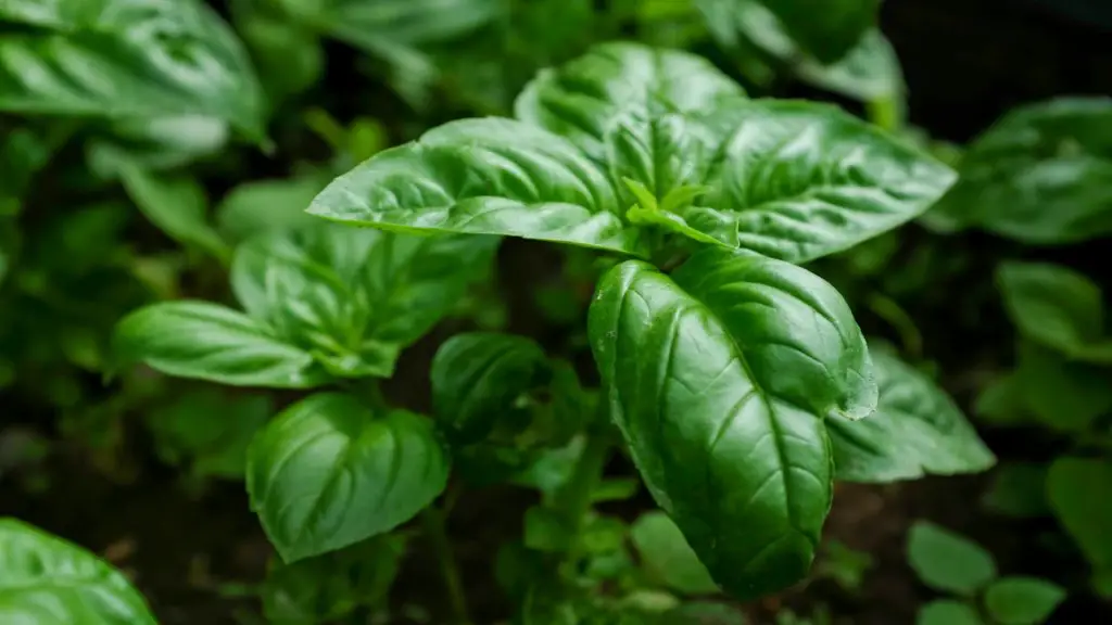 Is Basil Good for Guinea Pigs Health Benefits
