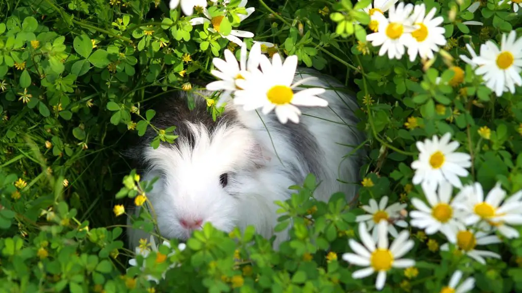 More Information About Daisies and Guinea Pigs