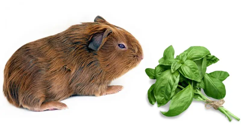 More Information About Guinea Pigs and Basil