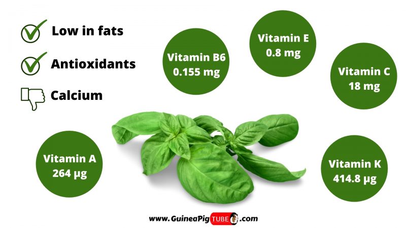 Nutrition Facts of Basil for Guinea Pigs