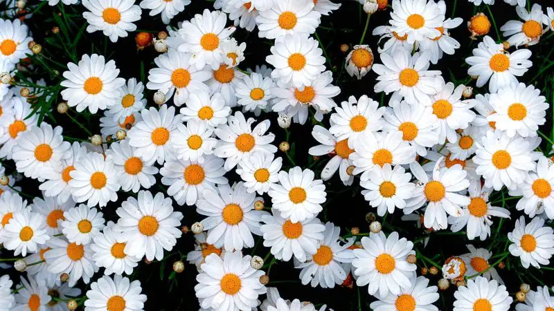 Nutrition Facts of Daisies