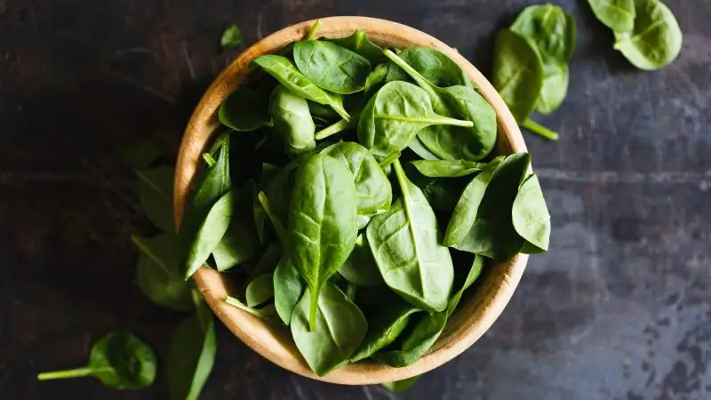 Serving Size and Frequency of Basil for Guinea Pigs