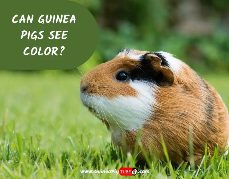 Can Guinea Pigs See Color_