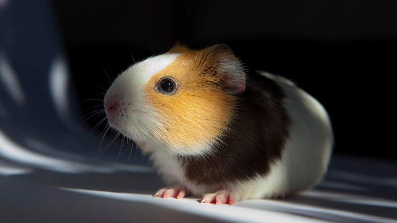 Do Guinea Pigs See in the Dark