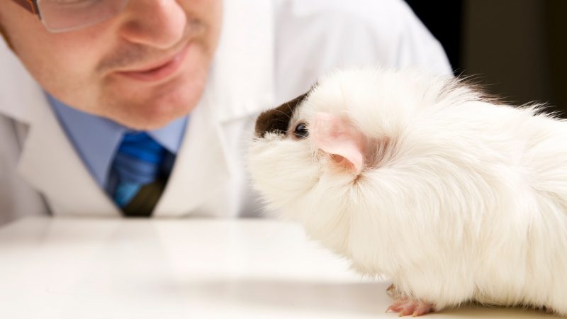 Experiments That Prove Guinea Pig’s Color Vision