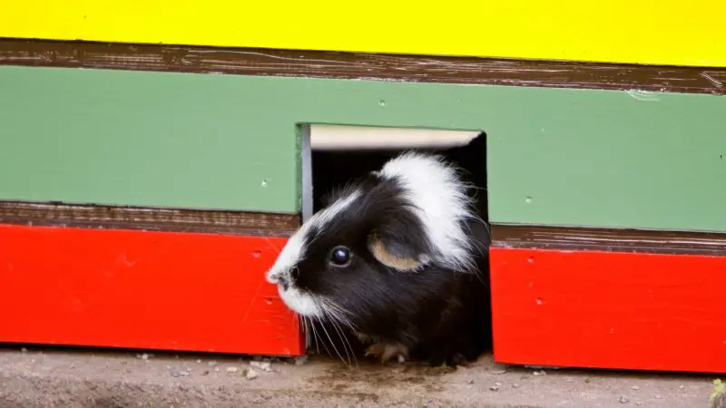 What Is a Guinea Pig’s Favorite Color
