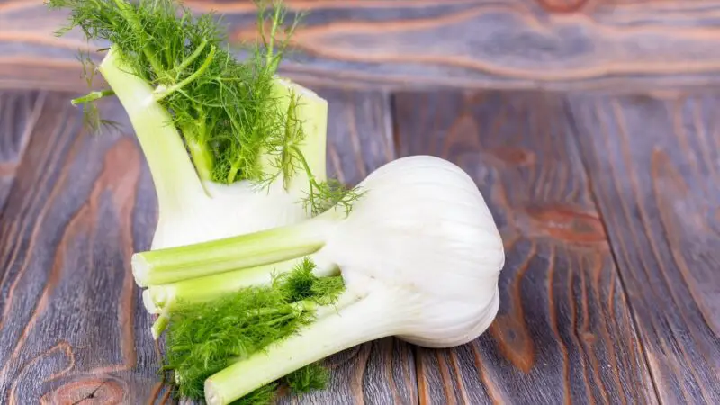 Can Fennel Be Bad for Guinea Pigs